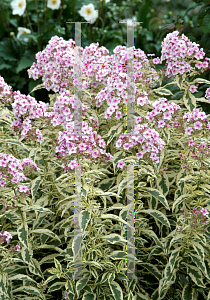 Picture of Phlox paniculata 'Creme de Menthe'