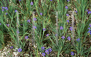 Picture of Sisyrinchium angustifolium 