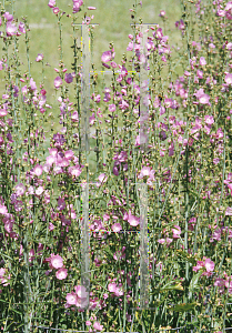 Picture of Sidalcea x 'Party Girl'