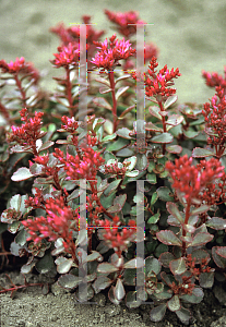 Picture of Sedum spurium 'Fuldaglut'