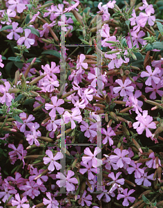 Picture of Saponaria x lempergii 'Max Frei'