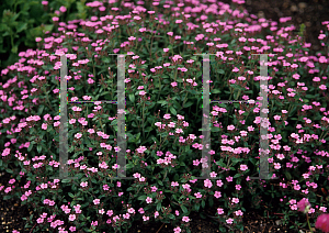 Picture of Saponaria ocymoides 