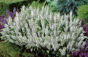 Picture of Salvia nemorosa 'Snowhill'