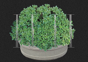 Picture of Sedum confusum 