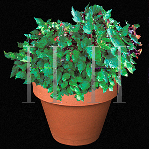 Picture of Begonia sutherlandii 