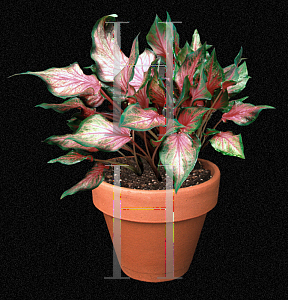 Picture of Caladium bicolor 