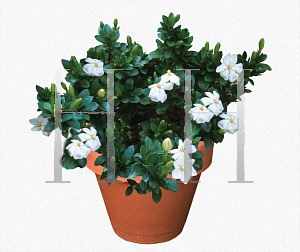 Picture of Gardenia augusta 'Kleims Hardy'