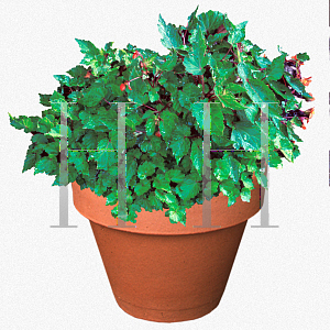 Picture of Begonia sutherlandii 