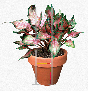 Picture of Caladium bicolor 