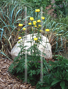 Picture of Trollius europaeus 