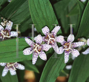 Picture of Tricyrtis hirta 'Miyazaki'