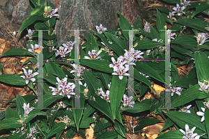 Picture of Tricyrtis hirta 'Miyazaki'