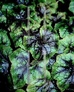 Picture of Tiarella cordifolia 'Ink Blot'