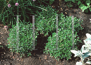 Picture of Teucrium canadense 