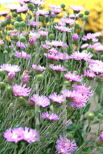 Picture of Stokesia laevis 'Omega Skyrocket'