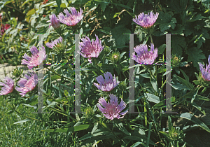 Picture of Stokesia laevis 'Blue Danube'