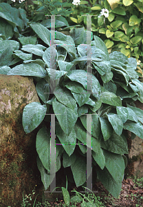 Picture of Stachys byzantina 'Helen von Stein'