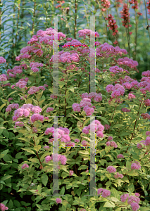 Picture of Spiraea japonica 'Magic Carpet'