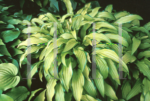 Picture of Hosta sieboldii 'Kabitan'