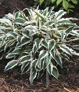 Picture of Hosta  'Hi Ho Silver'