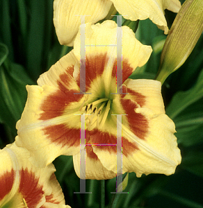 Picture of Hemerocallis  'Streaker'