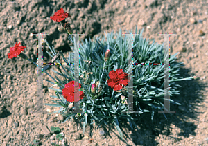 Picture of Dianthus x allwoodii 'Frosty Fire'