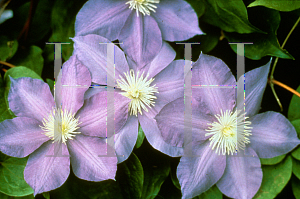 Picture of Clematis  'Sho-Un'