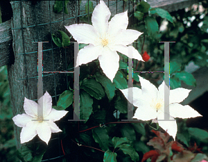Picture of Clematis (z)(Patens Group) 'Gillian Blades'