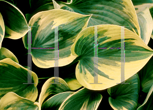 Picture of Hosta  'Aristocrat'