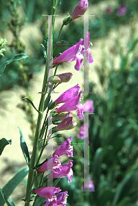 Picture of Penstemon barbatus 'Prairie Dusk'