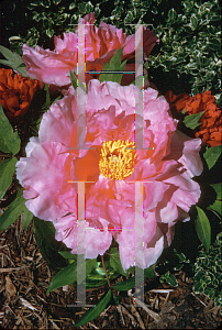 Picture of Paeonia lactiflora 