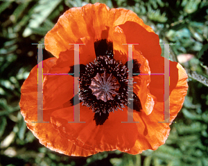 Picture of Papaver orientale 'Prince of Orange'