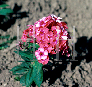 Picture of Phlox paniculata 'Sandra'