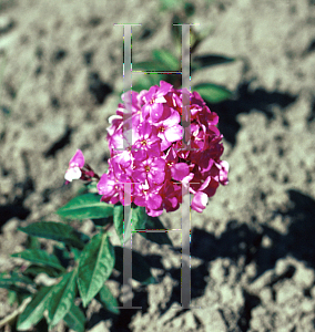 Picture of Phlox paniculata 'Dodo Hanbury Forbes'