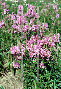 Picture of Physostegia virginiana 'Pink Bouquet'