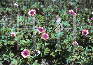 Picture of Potentilla nepalensis 'Miss Willmott'