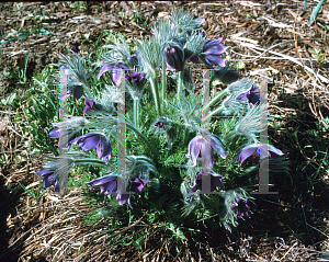 Picture of Pulsatilla vulgaris 