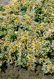 Picture of Sedum kamtschaticum 'Variegatum'