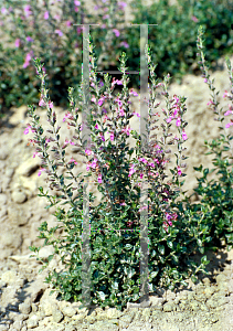 Picture of Teucrium chamaedrys 