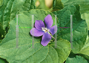 Picture of Viola odorata 