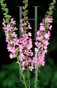 Picture of Lythrum virgatum 'Morden Pink'