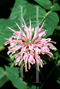 Picture of Monarda didyma 'Croftway Pink'