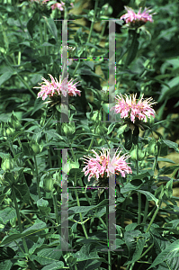 Picture of Monarda didyma 'Croftway Pink'