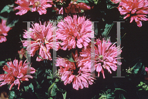 Picture of Monarda didyma 'Petite Delight'