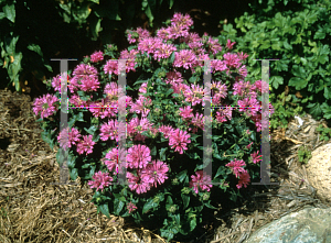 Picture of Monarda didyma 'Petite Delight'