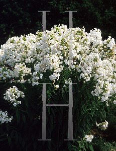 Picture of Phlox paniculata 'David'