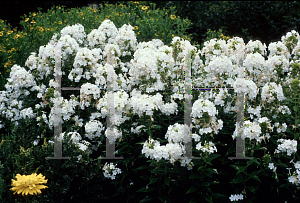 Picture of Phlox paniculata 'Mt. Fuji'