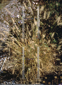 Picture of Pennisetum alopecuroides 'Hamelin'