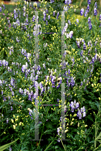 Picture of Aconitum napellus 'Bi-color'