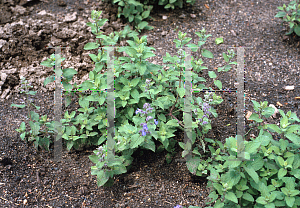 Picture of Nepeta x faassenii 'Blue Wonder'